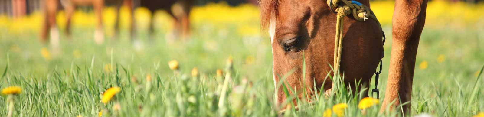 Dentiste pour chevaux Brie