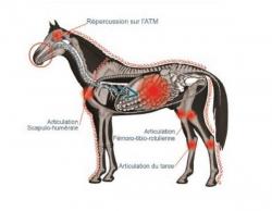 Répercussions sur les chevaux