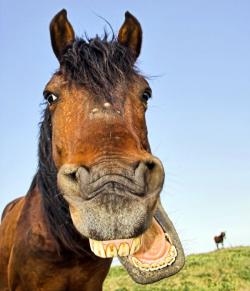 Dentiste pour chevaux près de Redon