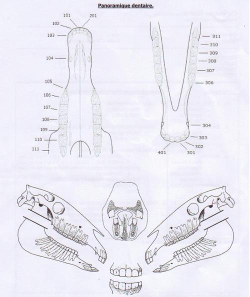 Schéma de la dentition des chevaux